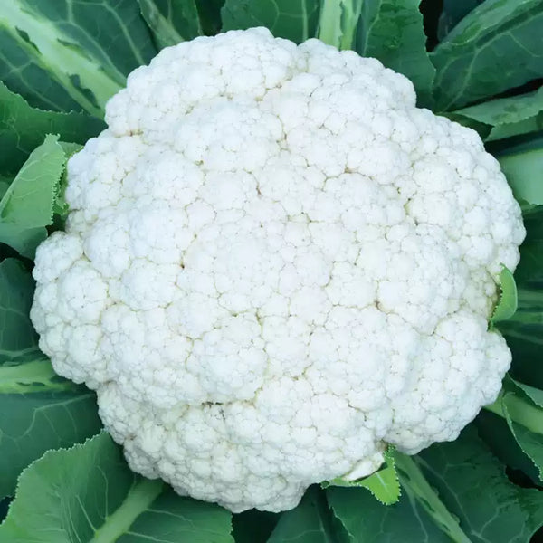 Amazing Cauliflower Seeds