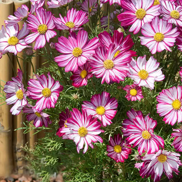 Peppermint Candy Cosmos Seeds