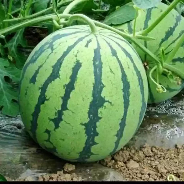 Onza (F1) Watermelon Seed