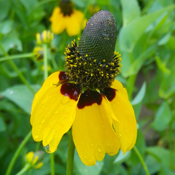 Clasping Rudbeckia Seeds