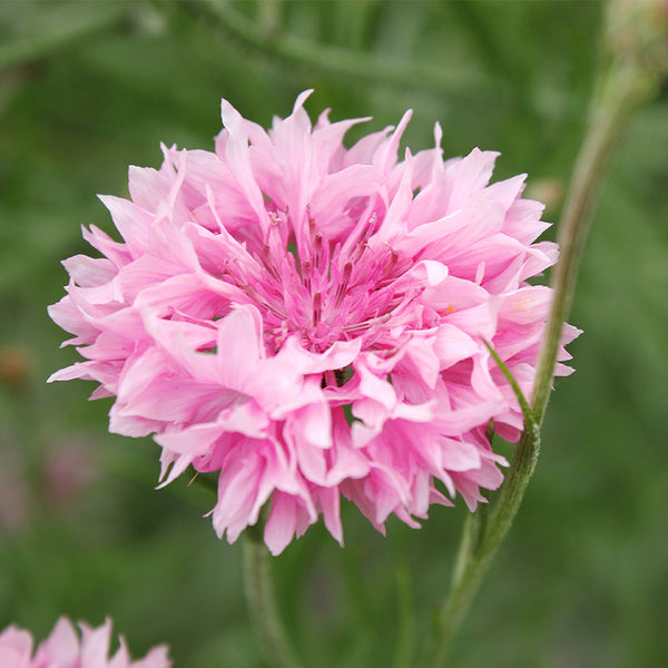 Tall Pink Centaurea Seeds Cornflower / Bachelor Button Seeds