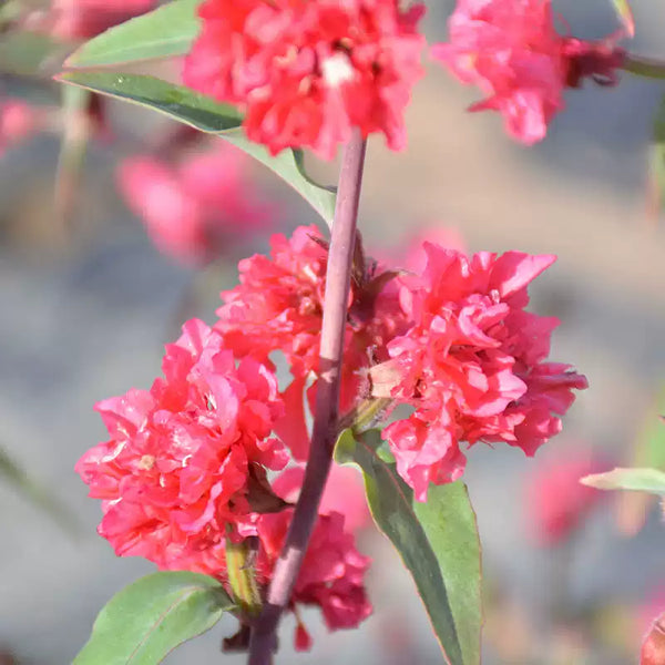 Grace Salmon Clarkia Seed