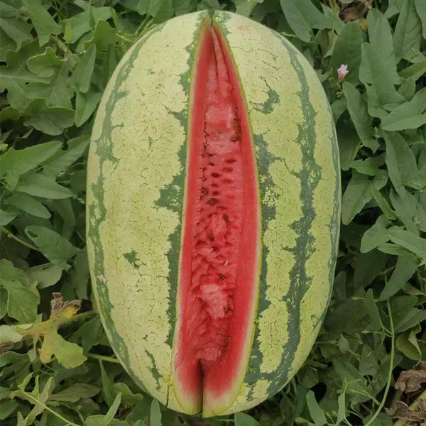 Sweet Beauty Hybrid Watermelon Seeds