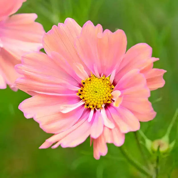 'Apricotta' Cosmos Seeds