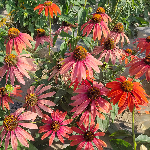 Cheyenne Spirit Coneflower Seeds