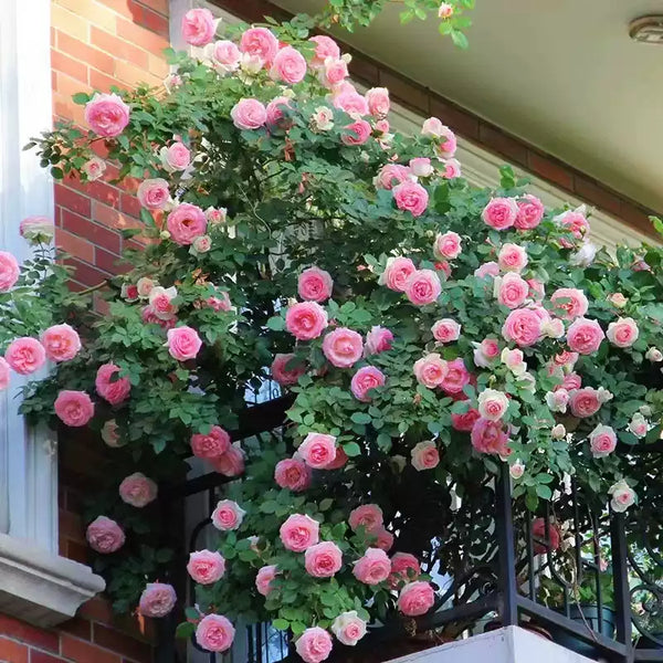 Pearly New Dawn Climbing Rose