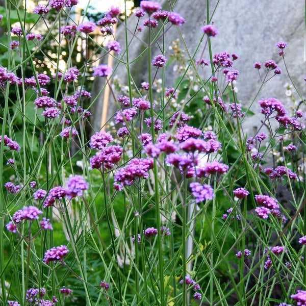 'Vanity' Verbena Seeds