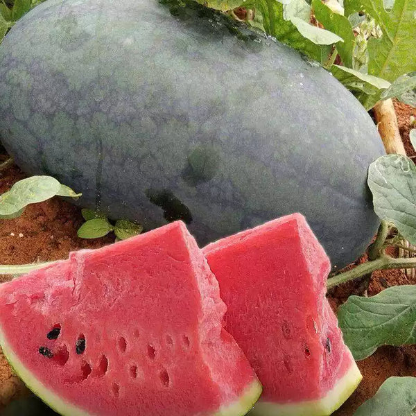 Sweetie Pie Hybrid Watermelon Seeds