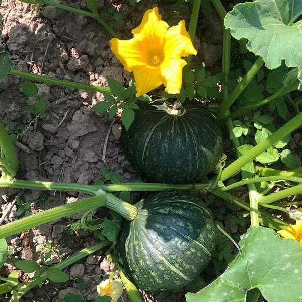 Sweet Jade Organic Kabocha Squash Seeds