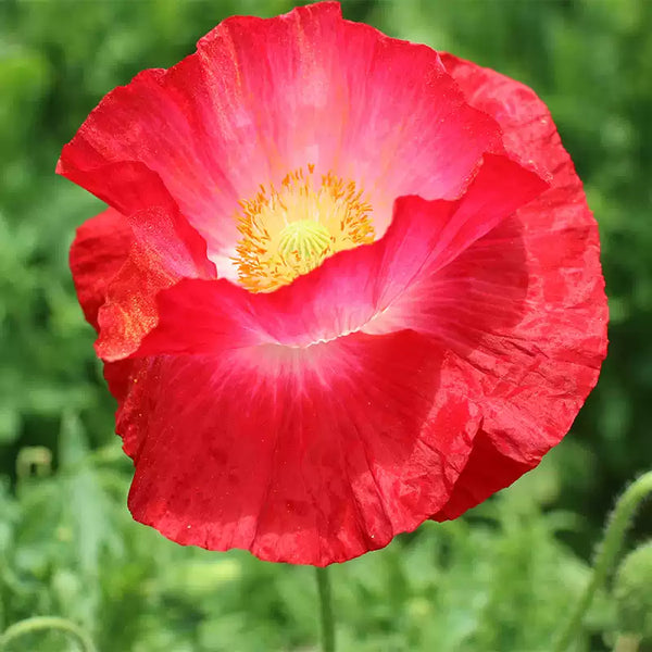 'American Legion' Heirloom Poppy Seeds