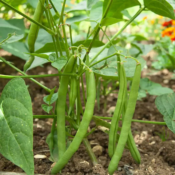 Blue Lake 274 Garden Bean Seeds