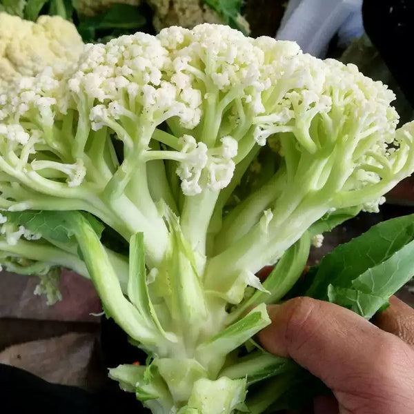 Candid Charm Hybrid Cauliflower Seeds