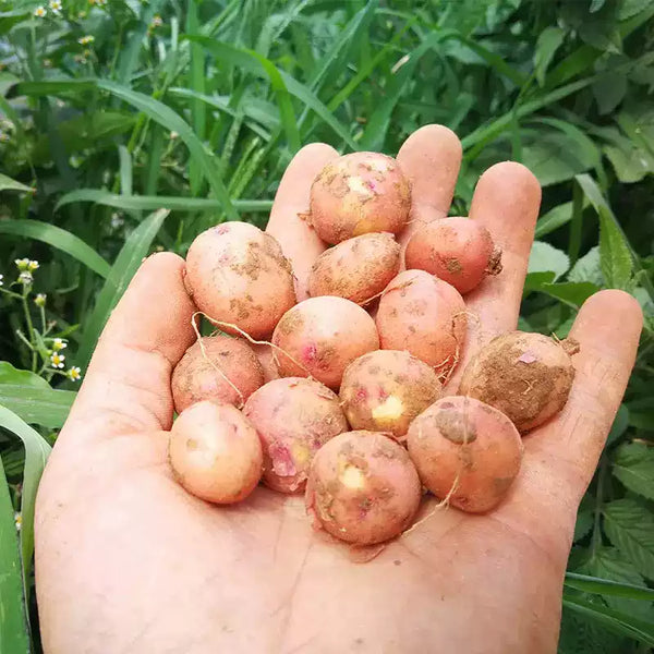 Clancy F1 Potato Seeds