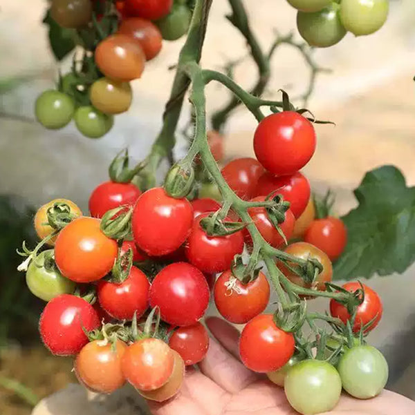 Sweet Million Hybrid Cherry Tomato Seeds