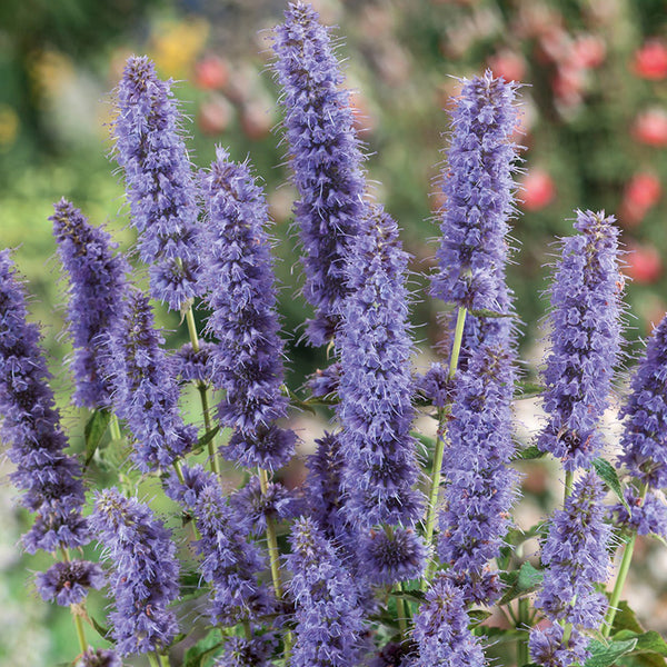 'Blue Boa' Hummingbird Mint Seeds