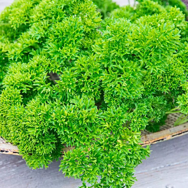 Lisette Parsley Seeds