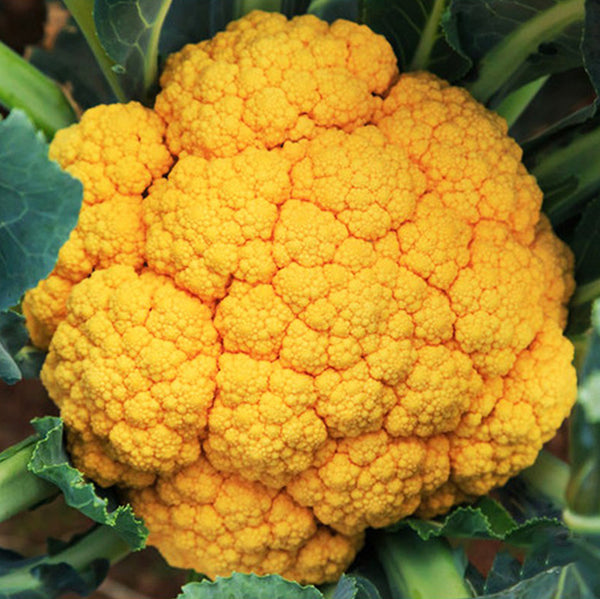 Clementine Hybrid Cauliflower Seeds