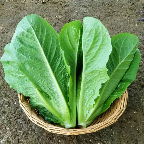 Master Chef Lettuce Seeds