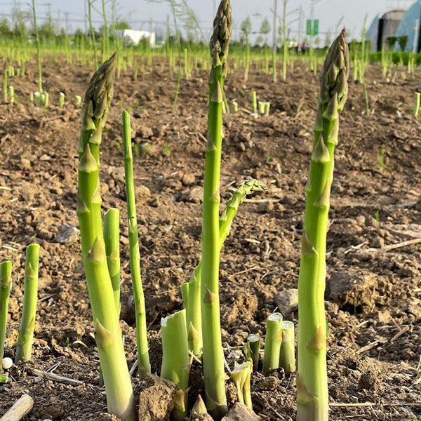 Asparagus Millenium