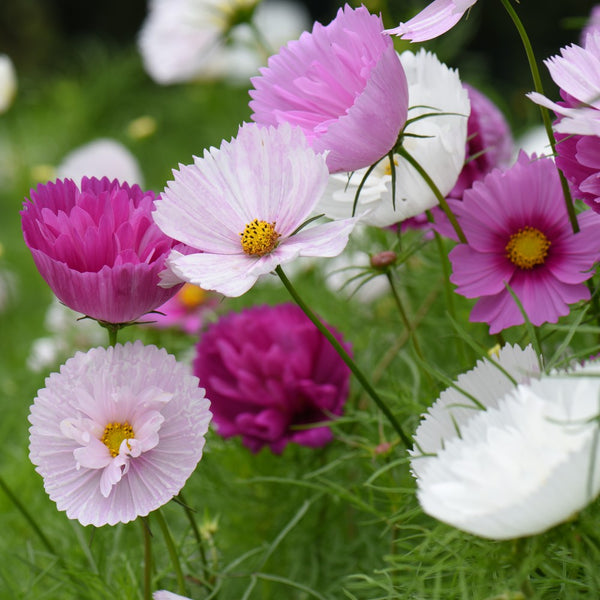 Cosmos bipinnatus 'Cupcakes and Saucers Mix' Seeds