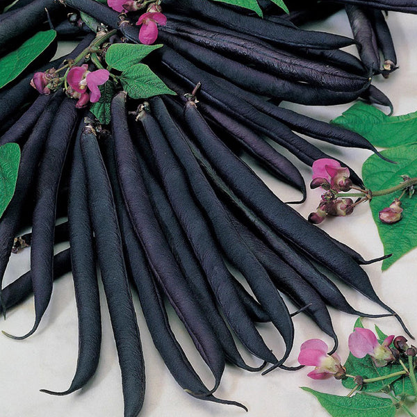 'Black Knight' Heirloom Runner Bean Seeds