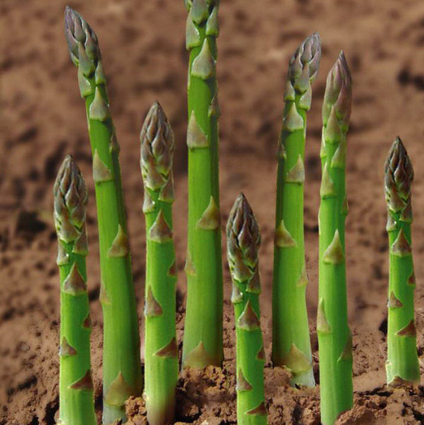 UC-157 Asparagus Seeds