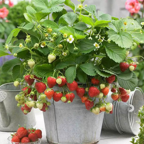 Fresca Strawberry Seeds