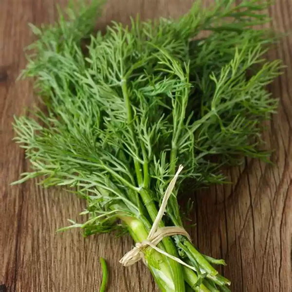 Fernleaf Dill Seeds