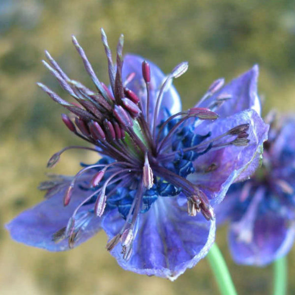 Delft Blue Nigella Seed