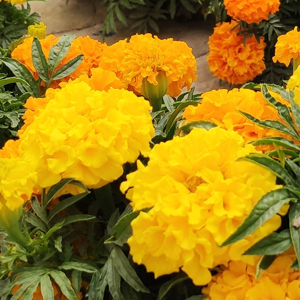 Janie Yellow Marigold Seeds