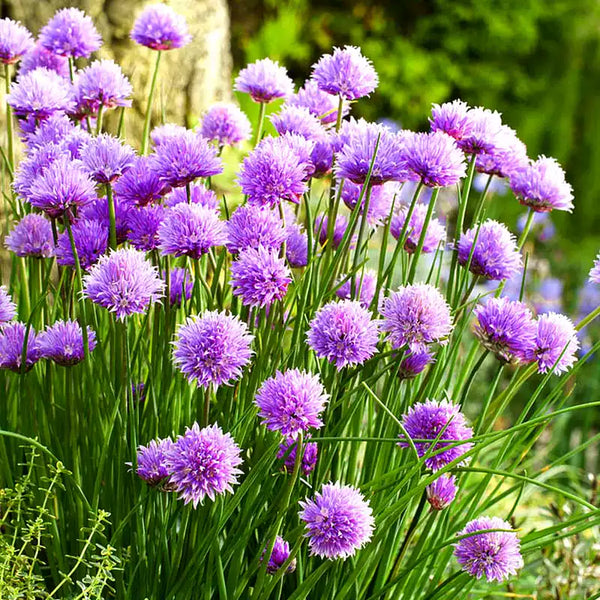 Chives Seeds