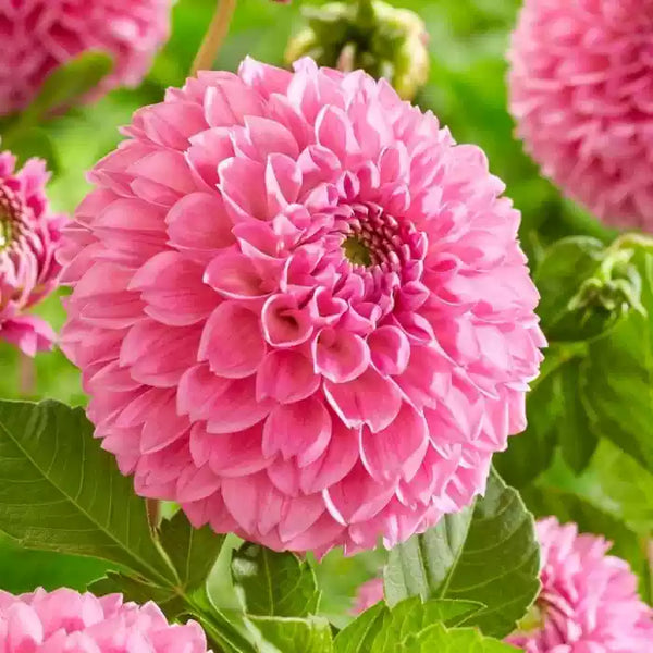 Pink Dahlia Wizard of Oz Pompon Dahlia Bulb