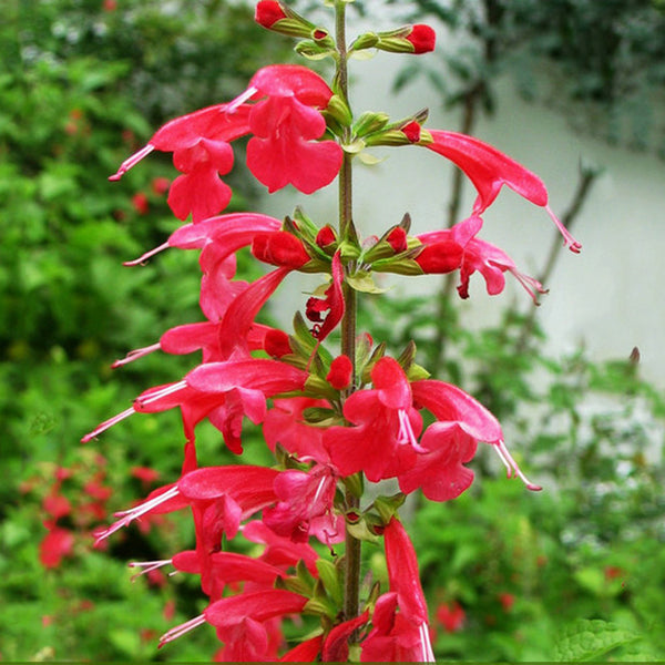 Summer Jewel Red Salvia Seeds