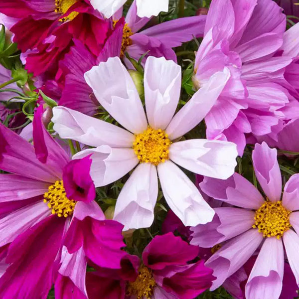 Sea Shells Mix Organic Cosmos Seeds