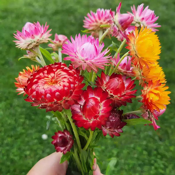 Best Mix Strawflower Seeds