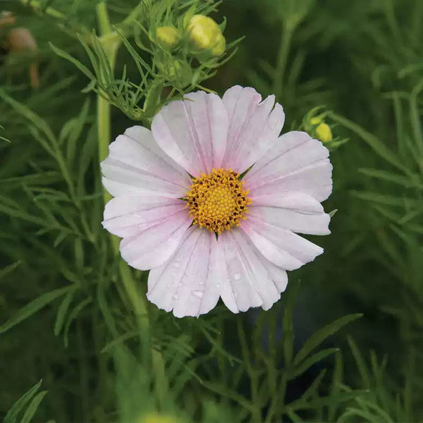 'Apricot Lemonade' Cosmos Seeds