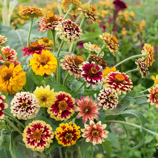 'Funfair Mix' Zinnia Seeds