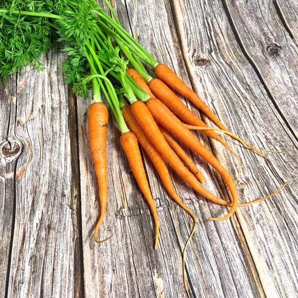 Mini Adelaide Hybrid Carrot Seeds