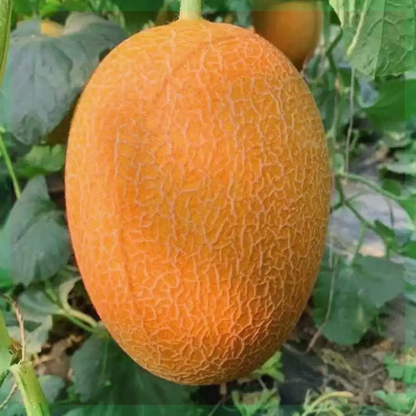 Hale's Best Organic Melon Cantaloupe Seeds