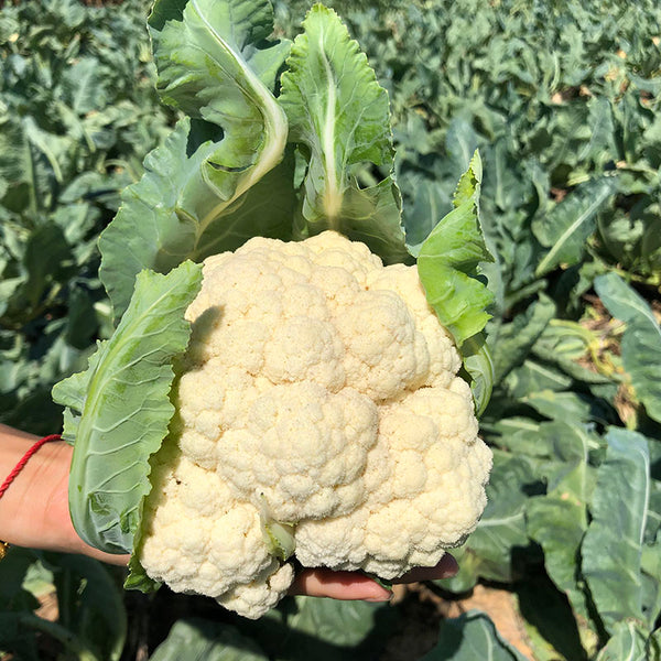 Skywalker Organic Cauliflower Seeds