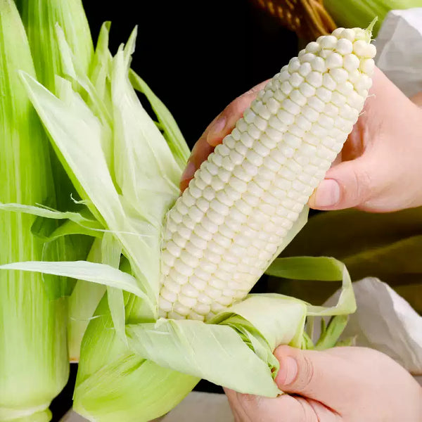 Silver Queen Hybrid Sweet Corn Seeds