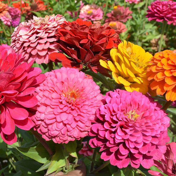 Queeny Mix Zinnia Seeds