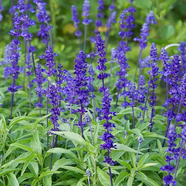 Fairy Queen Salvia Seeds