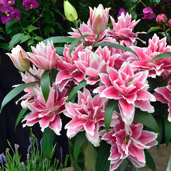 Lilium Stargazer Oriental Lily Bulbs