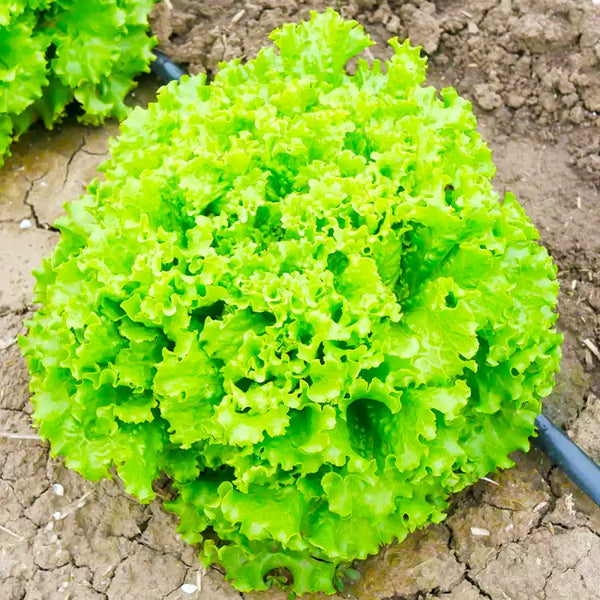 Green Ice Lettuce Seeds