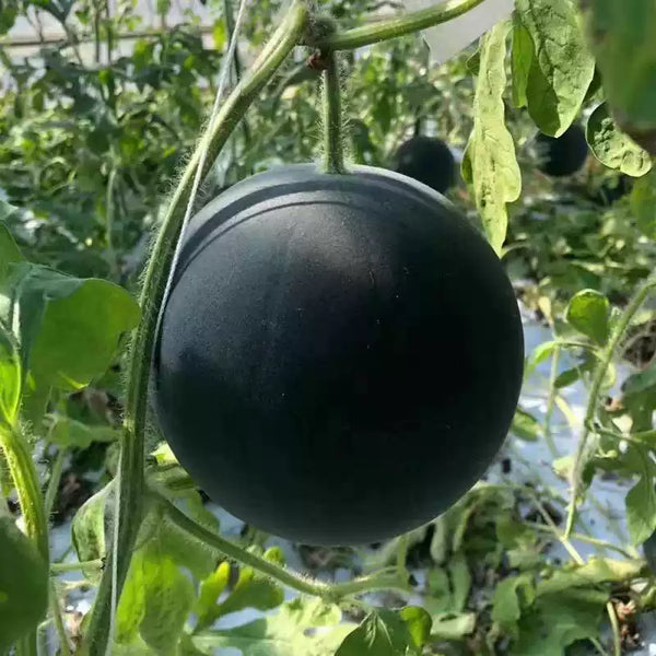 Century Star F1 Watermelon Seeds