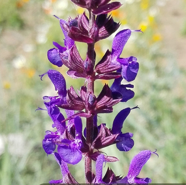 Big Blue Salvia Seeds