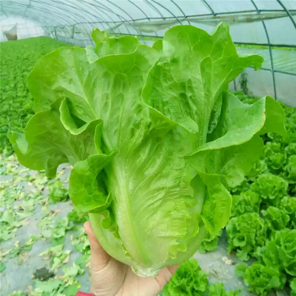 Bauer Organic Lettuce Seeds