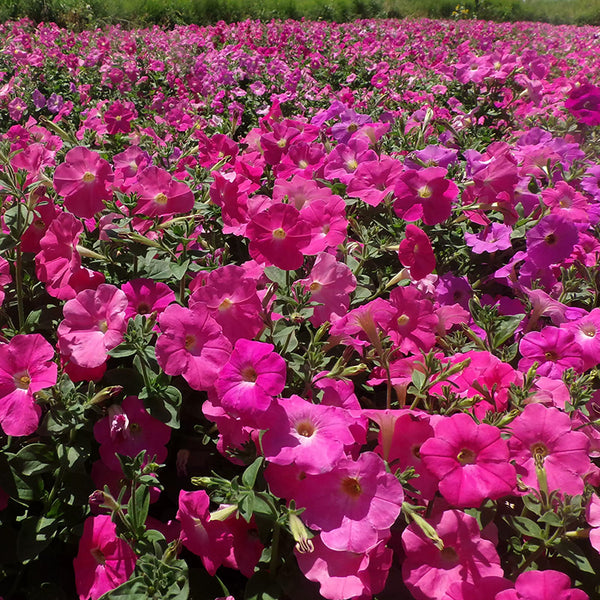 Tidal Wave Hot Pink Petunia Seeds