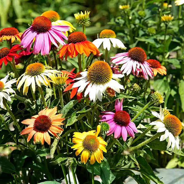 Top Coneflower Seed Collection